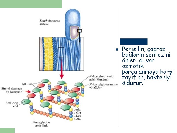 l Penisilin, çapraz bağların sentezini önler, duvar ozmotik parçalanmaya karşı zayıflar, bakteriyi öldürür. 