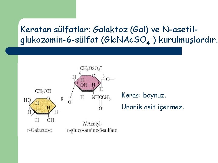 Keratan sülfatlar: Galaktoz (Gal) ve N-asetilglukozamin-6 -sülfat (Glc. NAc. SO 4 ) kurulmuşlardır. Keras: