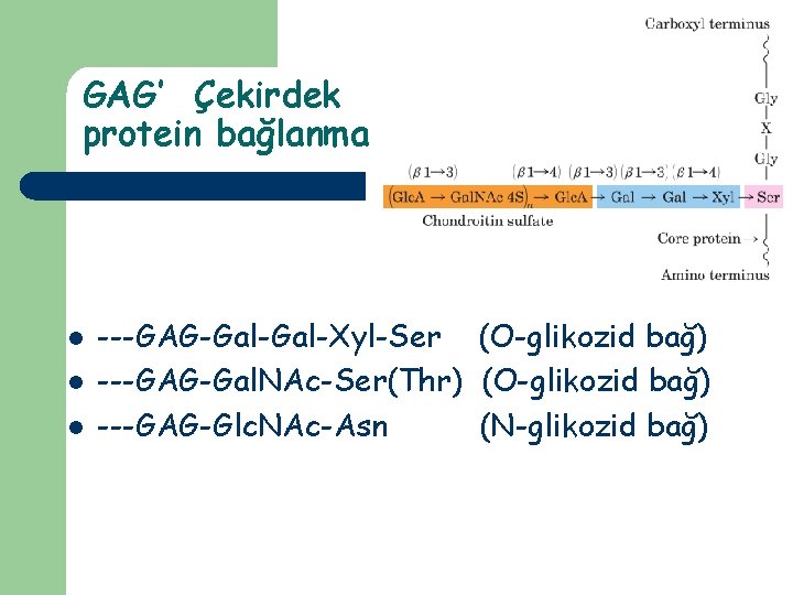 GAG’ Çekirdek protein bağlanma l l l ---GAG-Gal-Xyl-Ser (O-glikozid bağ) ---GAG-Gal. NAc-Ser(Thr) (O-glikozid bağ)