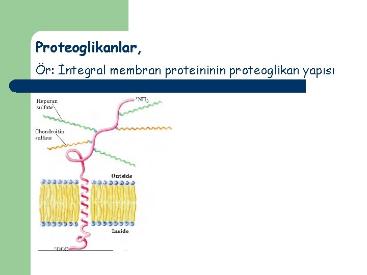 Proteoglikanlar, Ör: İntegral membran proteininin proteoglikan yapısı 