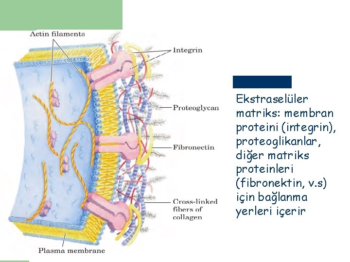 l Ekstraselüler matriks: membran proteini (integrin), proteoglikanlar, diğer matriks proteinleri (fibronektin, v. s) için