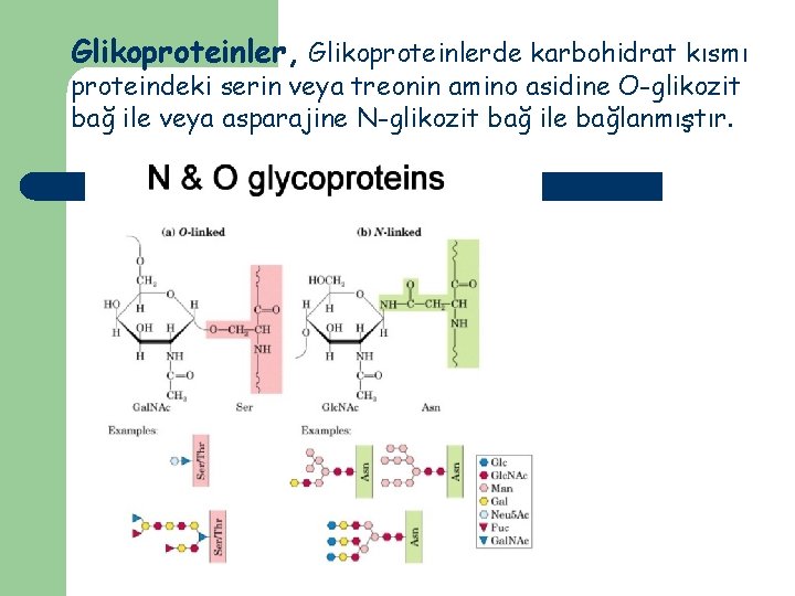 Glikoproteinler, Glikoproteinlerde karbohidrat kısmı proteindeki serin veya treonin amino asidine O-glikozit bağ ile veya
