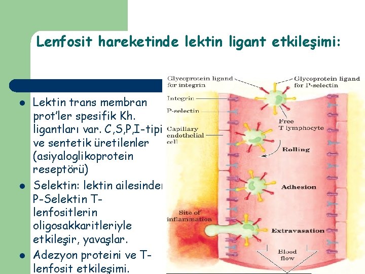 Lenfosit hareketinde lektin ligant etkileşimi: l l l Lektin trans membran prot’ler spesifik Kh.