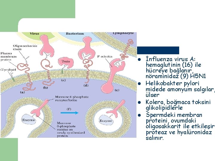 l l İnfluenza virus A: hemaglutinin (16) ile hücreye bağlanır, nöraminidaz (9) H 5