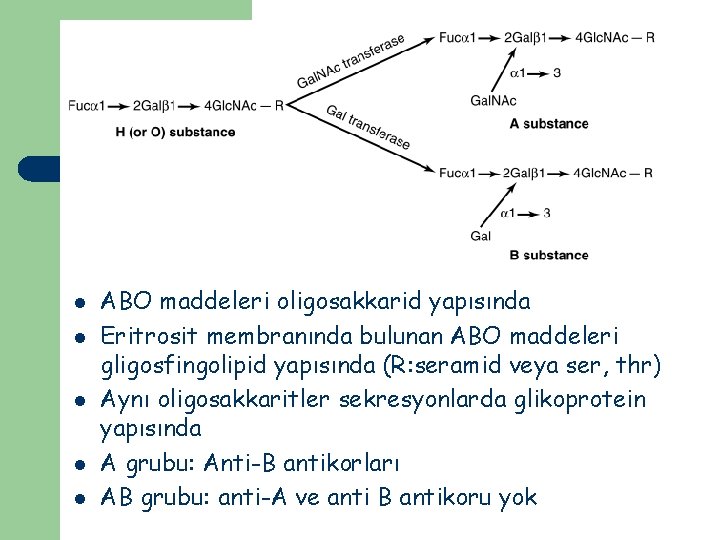 l l l ABO maddeleri oligosakkarid yapısında Eritrosit membranında bulunan ABO maddeleri gligosfingolipid yapısında