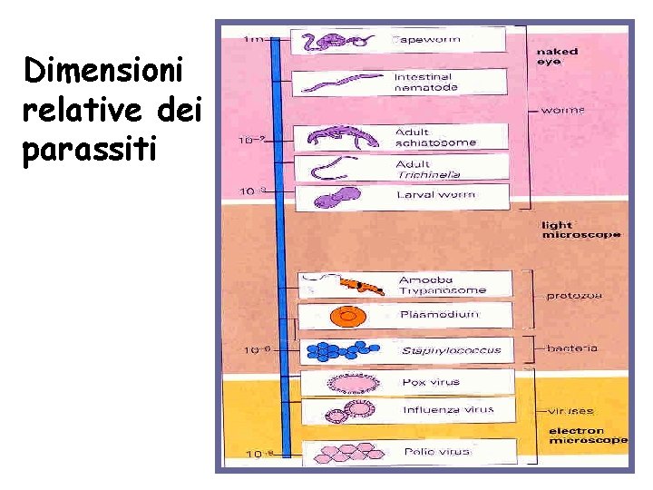 Dimensioni relative dei parassiti 