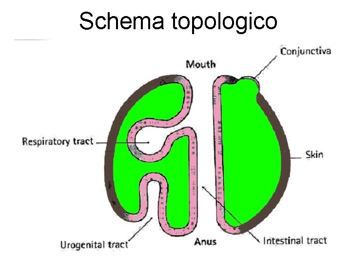 Schema topologico 