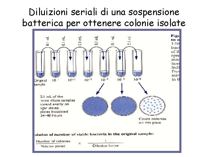 Diluizioni seriali di una sospensione batterica per ottenere colonie isolate 