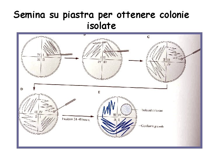 Semina su piastra per ottenere colonie isolate 
