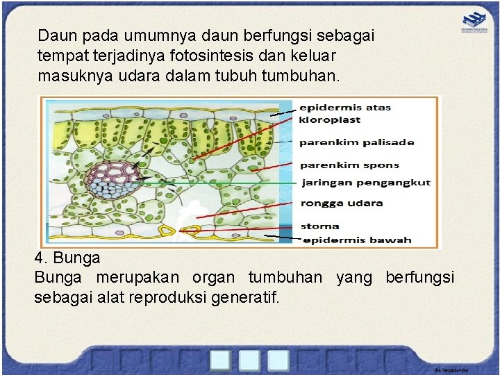 Daun pada umumnya daun berfungsi sebagai tempat terjadinya fotosintesis dan keluar masuknya udara dalam