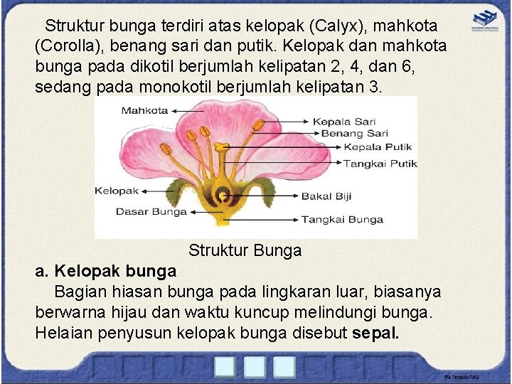 Struktur bunga terdiri atas kelopak (Calyx), mahkota (Corolla), benang sari dan putik. Kelopak dan