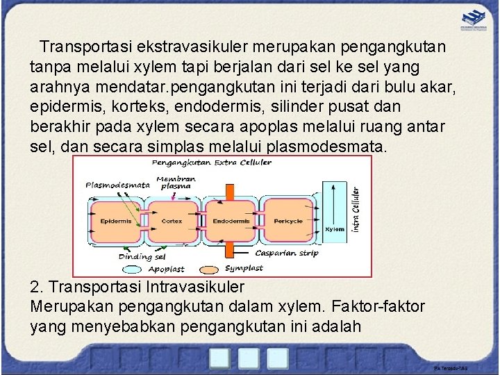 Transportasi ekstravasikuler merupakan pengangkutan tanpa melalui xylem tapi berjalan dari sel ke sel yang