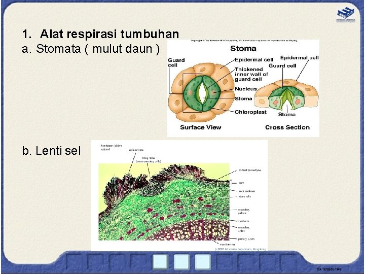 1. Alat respirasi tumbuhan a. Stomata ( mulut daun ) b. Lenti sel 