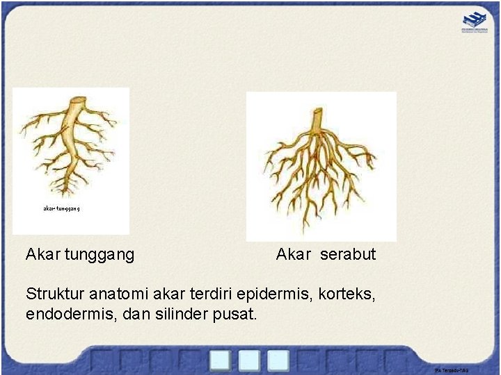 Akar tunggang Akar serabut Struktur anatomi akar terdiri epidermis, korteks, endodermis, dan silinder pusat.