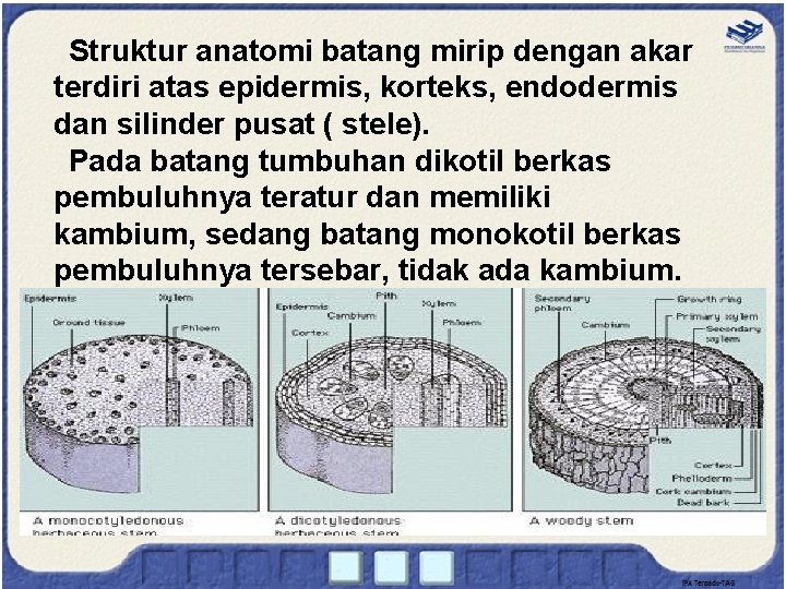 Struktur anatomi batang mirip dengan akar terdiri atas epidermis, korteks, endodermis dan silinder pusat