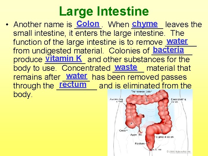 Large Intestine Colon chyme • Another name is ______. When _______ leaves the small