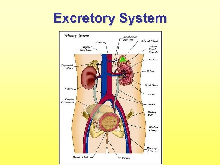 Excretory System 