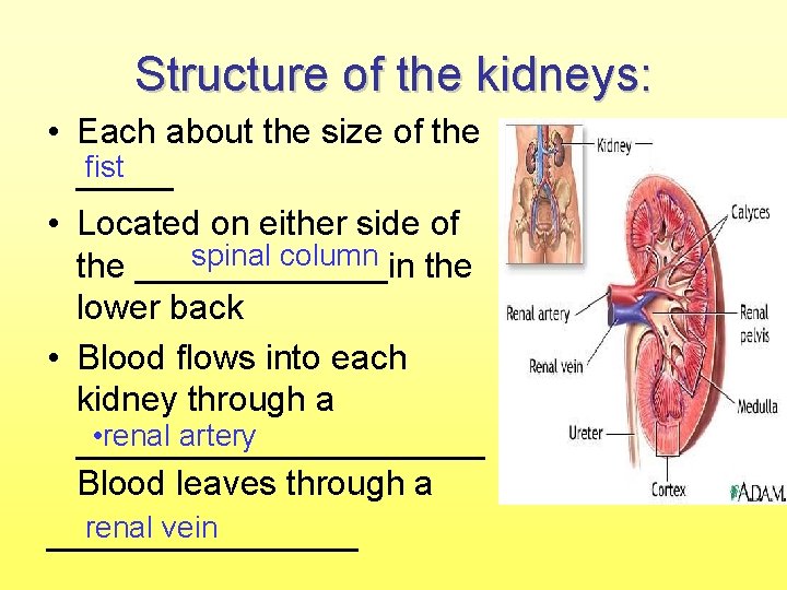 Structure of the kidneys: • Each about the size of the fist _____ •