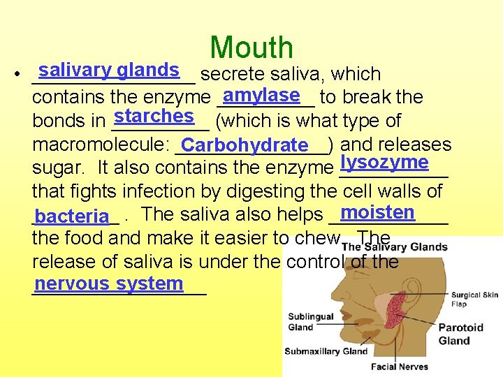 Mouth salivary glands • ________ secrete saliva, which amylase contains the enzyme _____ to
