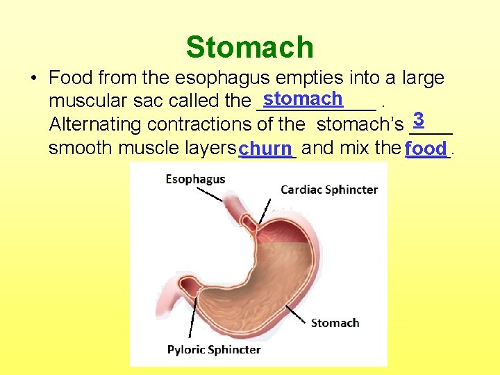 Stomach • Food from the esophagus empties into a large stomach muscular sac called