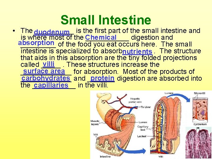 Small Intestine • The _____ is the first part of the small intestine and