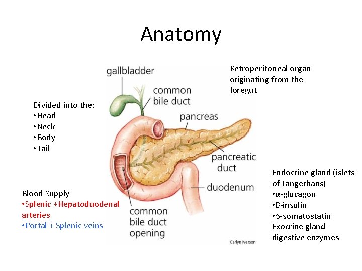 Anatomy Retroperitoneal organ originating from the foregut Divided into the: • Head • Neck