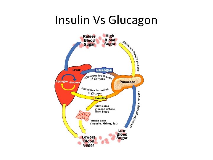 Insulin Vs Glucagon 