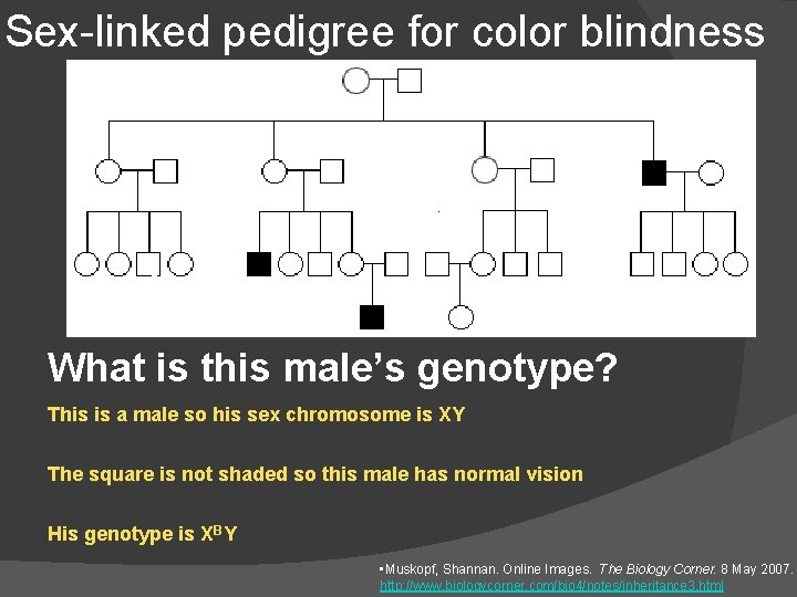 Sex-linked pedigree for color blindness What is this male’s genotype? This is a male