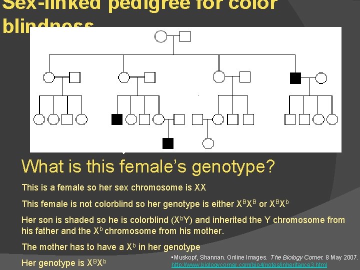 Sex-linked pedigree for color blindness What is this female’s genotype? This is a female