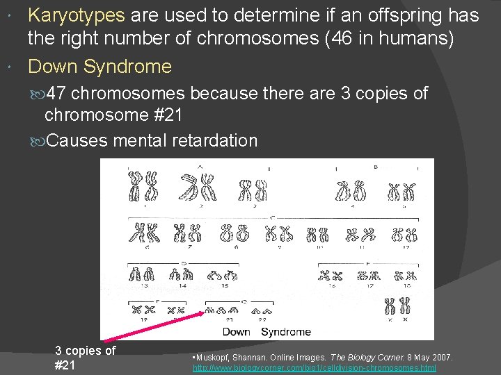 Karyotypes are used to determine if an offspring has the right number of chromosomes