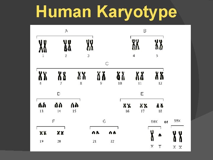 Human Karyotype 