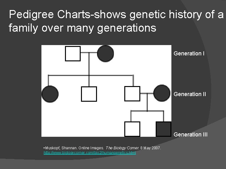 Pedigree Charts-shows genetic history of a family over many generations Generation III • Muskopf,