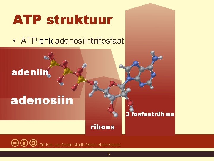 ATP struktuur • ATP ehk adenosiintrifosfaat adeniin adenosiin 3 fosfaatrühma riboos Külli Kori, Leo