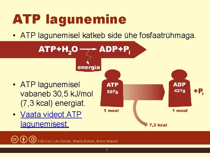 ATP lagunemine • ATP lagunemisel katkeb side ühe fosfaatrühmaga. • ATP lagunemisel vabaneb 30,