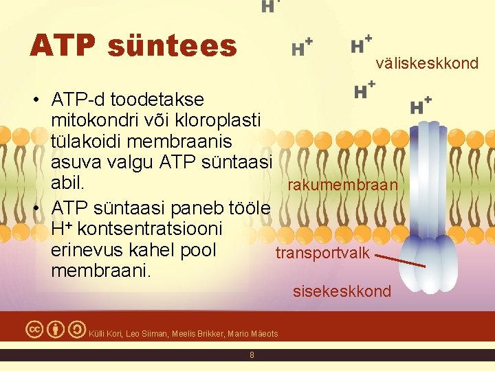 ATP süntees väliskeskkond • ATP-d toodetakse mitokondri või kloroplasti tülakoidi membraanis asuva valgu ATP