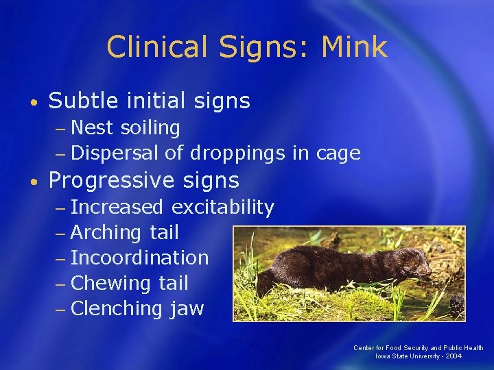 Clinical Signs: Mink • Subtle initial signs − Nest soiling − Dispersal of droppings