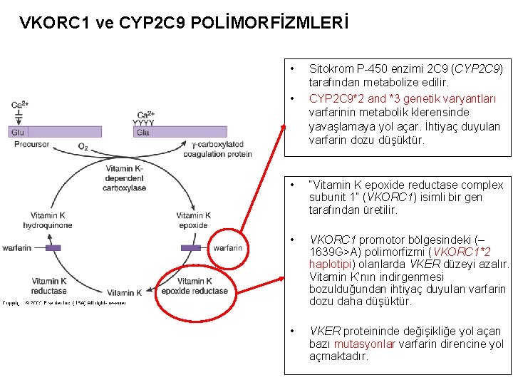VKORC 1 ve CYP 2 C 9 POLİMORFİZMLERİ • • Sitokrom P-450 enzimi 2