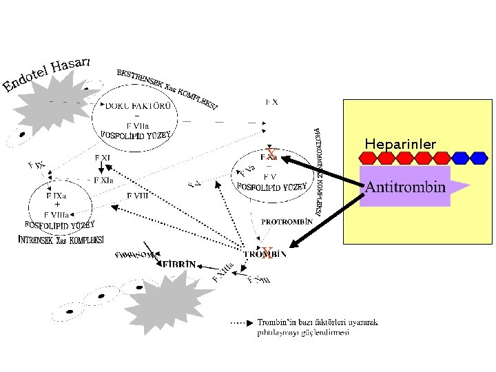 X X Heparinler 