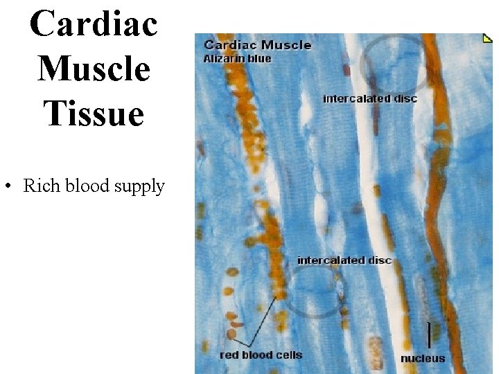 Cardiac Muscle Tissue • Rich blood supply 