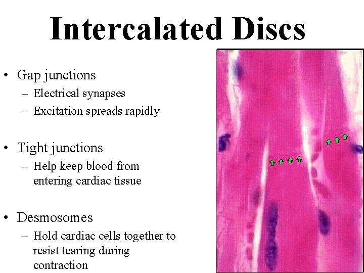 Intercalated Discs • Gap junctions – Electrical synapses – Excitation spreads rapidly • Tight