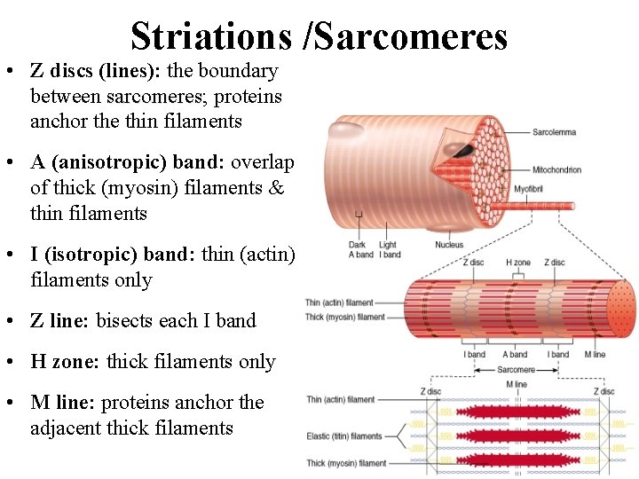 Striations /Sarcomeres • Z discs (lines): the boundary between sarcomeres; proteins sarcomeres anchor the