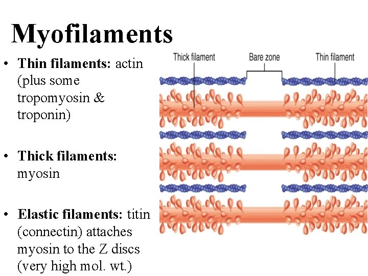 Myofilaments • Thin filaments: actin (plus some tropomyosin & troponin) • Thick filaments: myosin