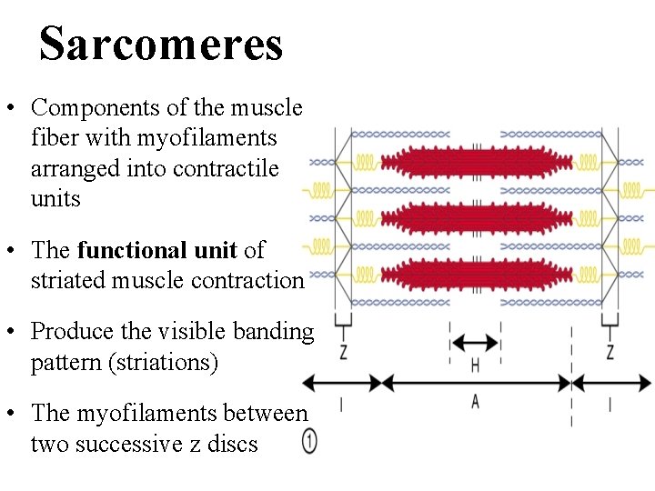 Sarcomeres • Components of the muscle fiber with myofilaments arranged into contractile units •