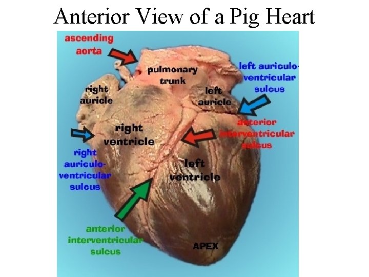 Anterior View of a Pig Heart 