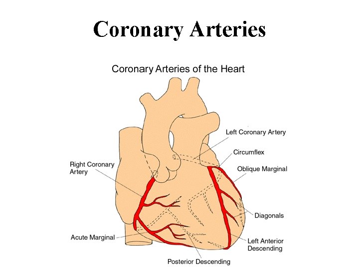 Coronary Arteries 