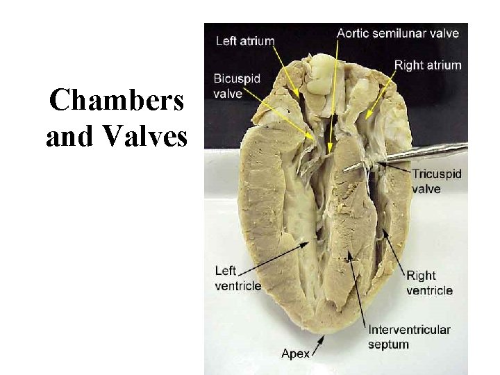 Chambers and Valves 