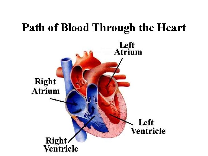 Path of Blood Through the Heart 