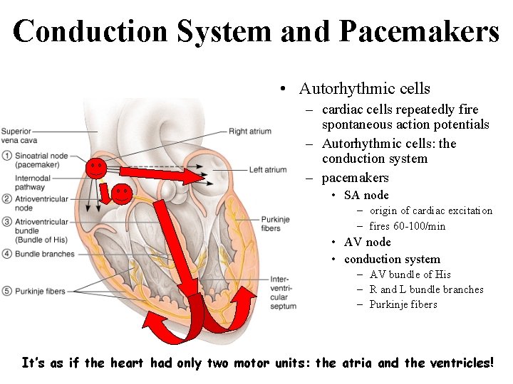 Conduction System and Pacemakers • Autorhythmic cells – cardiac cells repeatedly fire spontaneous action