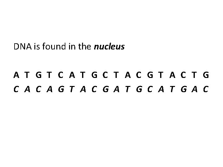 DNA is found in the nucleus A T G T C A T G