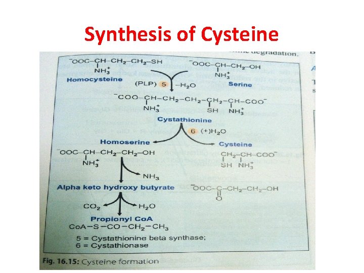 Synthesis of Cysteine 